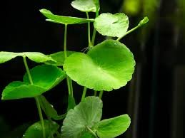 Pennywort