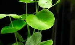 Pennywort