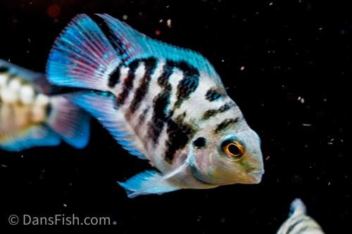 Blue Polar Parrot fish