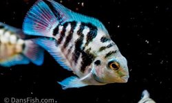 Blue Polar Parrot fish