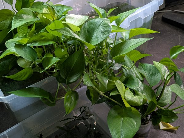 Pothos