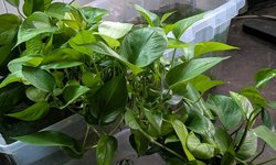 Pothos