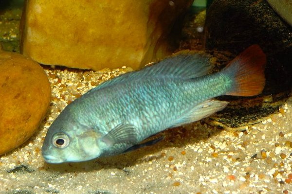 Ptyochromis sp. Red Tail Sheller