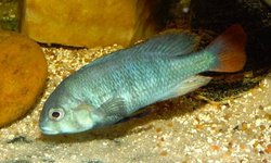 Ptyochromis sp. Red Tail Sheller