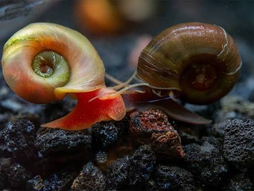 BAP Planorbidae Rams Horn Snails