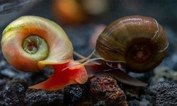 BAP Planorbidae Rams Horn Snails