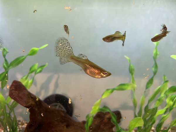 Red Grass Guppy Trio