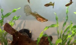 Red Grass Guppy Trio
