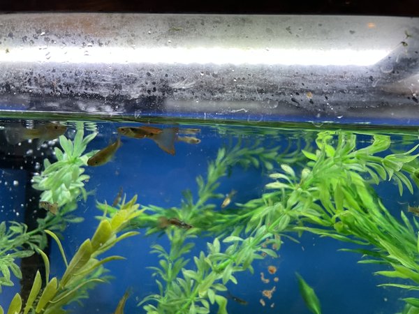 25+ Guppy Asst with some Red Metal Lace
