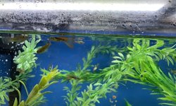 25+ Guppy Asst with some Red Metal Lace