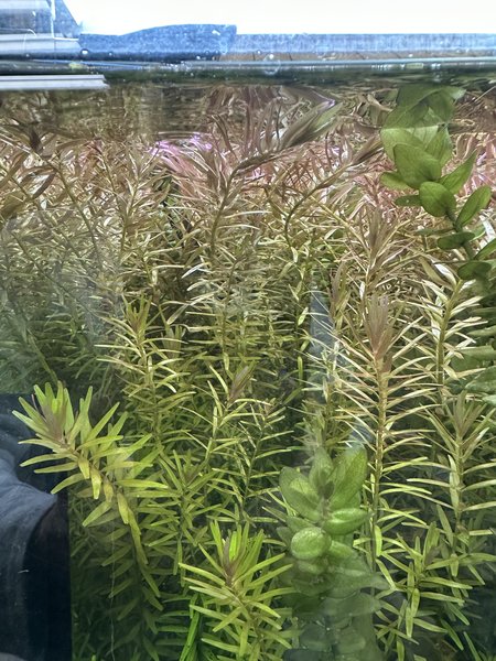 Rotala rotundifolia (#3)