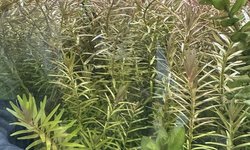 Rotala rotundifolia (#4)