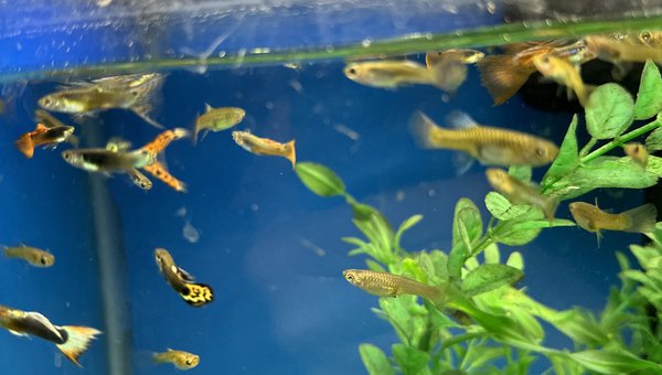 25+ Guppy Asst with some Red Metal Lace