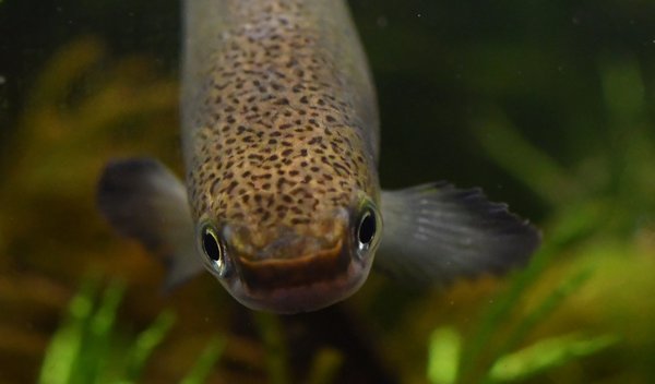 Rivulus cylindraceus Noir