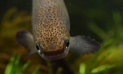 Rivulus cylindraceus Noir