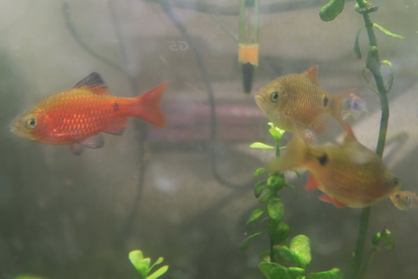 Rosy Barbs (Puntius conchonius)