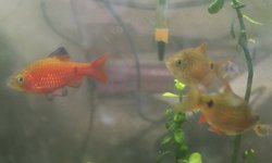 Rosy Barbs (Puntius conchonius)