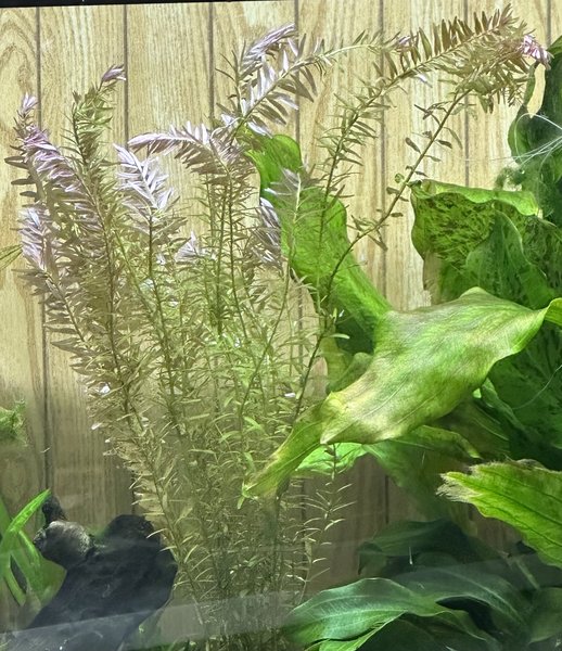 Rotala rotundifolia (#3)