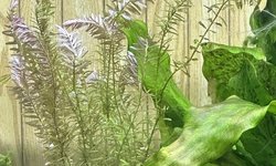 Photo 2 of Rotala rotundifolia (#3)