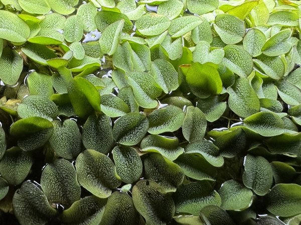 Salvinia Natans