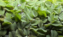 Salvinia Natans