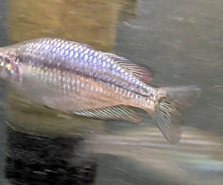Melanotaenia splendida