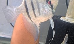 Adult Angelfish Proven Pair