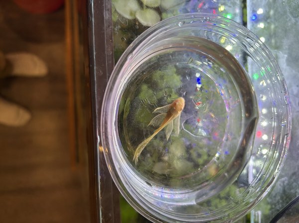 Longfin Albino Bristlenose Pleco