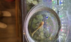 Photo 4 of Longfin Albino Bristlenose Pleco