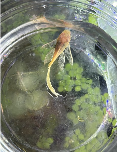Longfin Albino Bristlenose Pleco