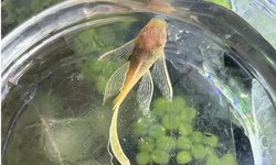 Photo 3 of Longfin Albino Bristlenose Pleco
