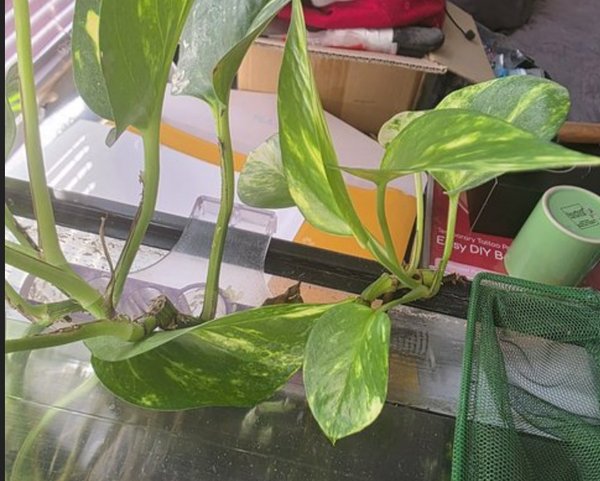 Pothos