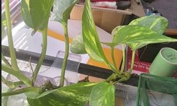 Pothos