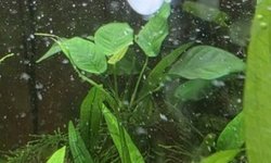 Anubias (Unknown type)