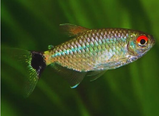 Red Eye Tetra Group