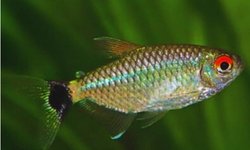 Red Eye Tetra Group