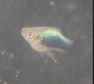 Dwarf Green Lantern Platy