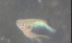 Dwarf Green Lantern Platy