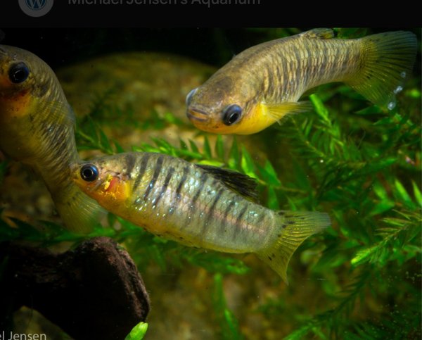 Tiger Limia