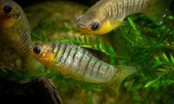 Tiger Limia