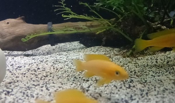 Leleupi Neolamprologus