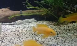 Leleupi Neolamprologus