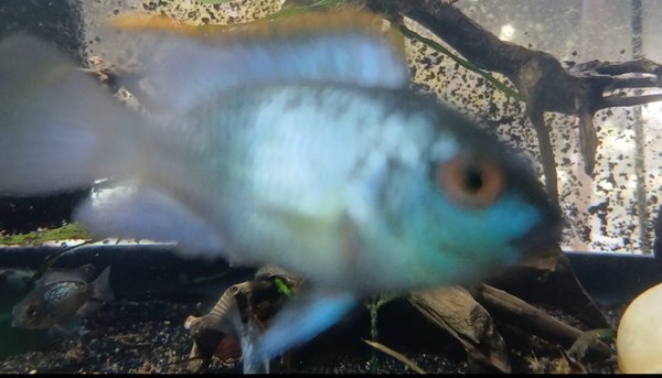 Electric Blue Acaras
