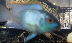 Electric Blue Acaras