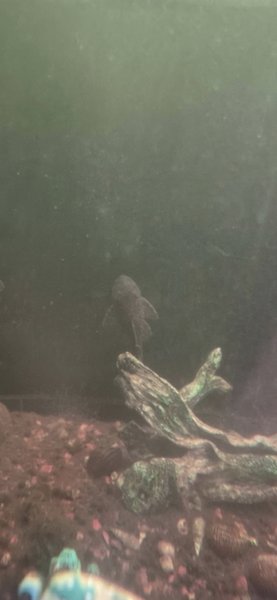 Ancistrus Brevifilis Pleco 3 fish