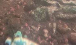 Ancistrus Brevifilis Pleco 3 fish