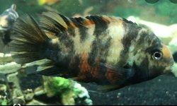 Marble Convict Cichlid