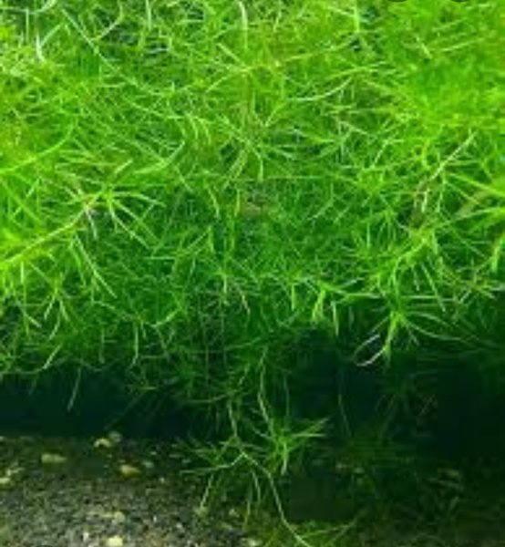 A Guppy Grass from another lot