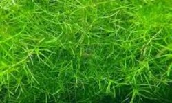 Guppy Grass