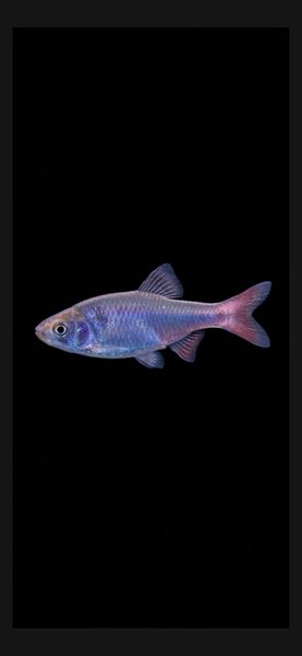 Red Head Horse Minnow 3 Fish